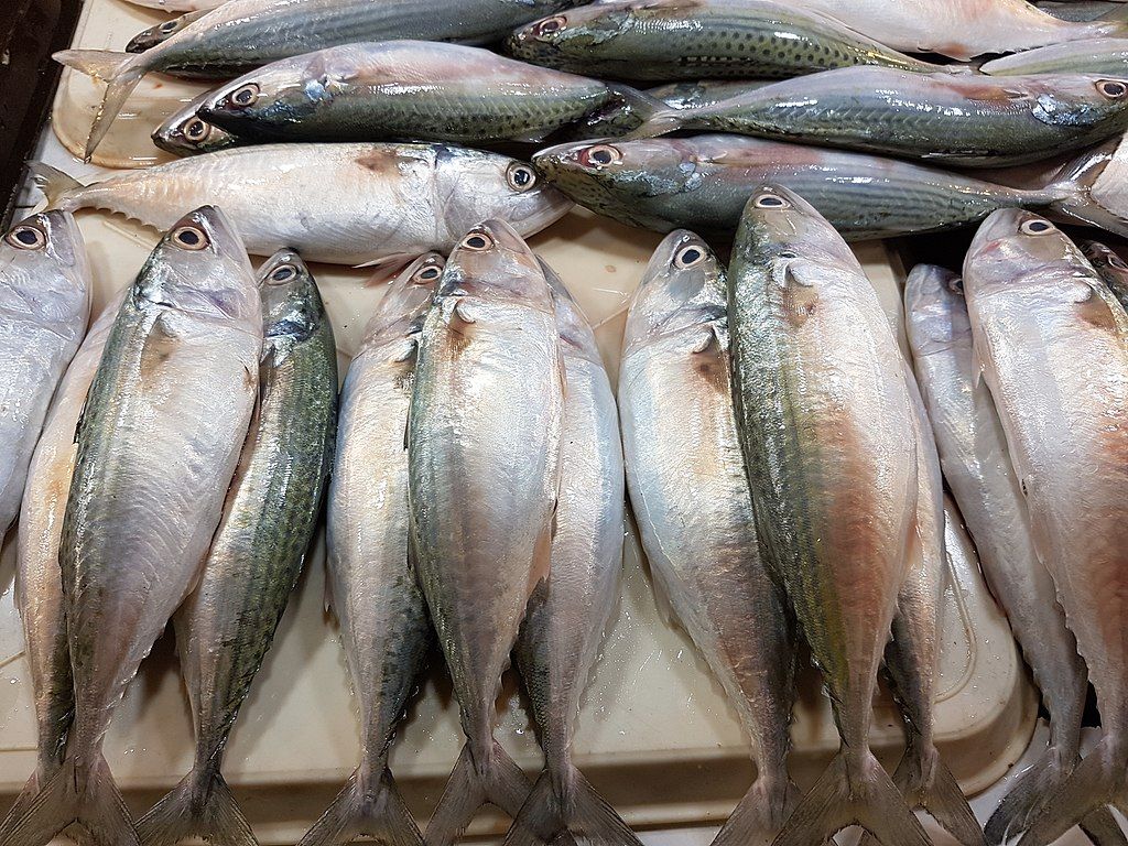 Ikan Laut yang Sehat dan Tidak Berisiko Tinggi Logam Berat