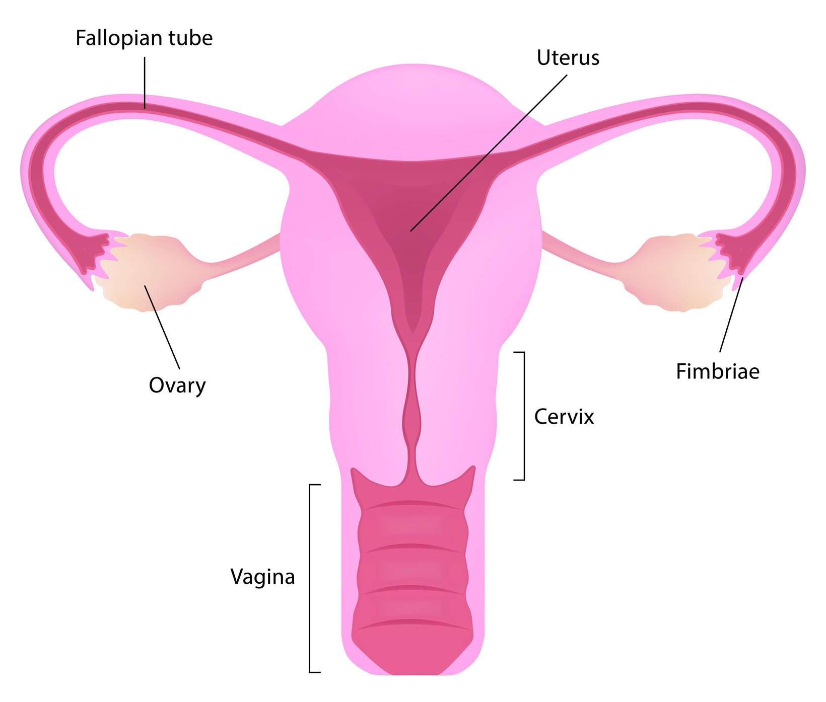 Breast cancer and fertility