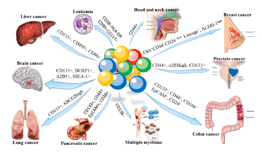 Surface biomarkers of cancer stem cells (CSCs)