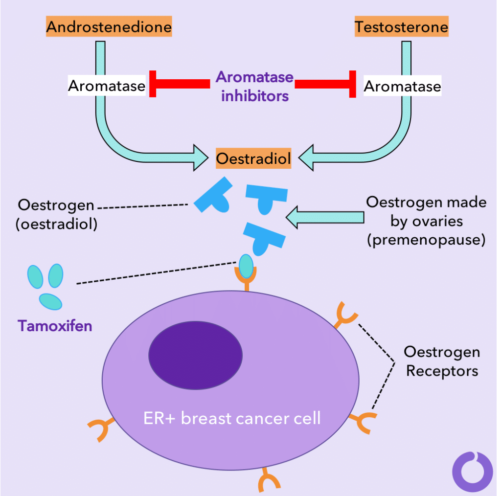 Tamoxifen vs. Aromatase Inhibitors â How do they work?