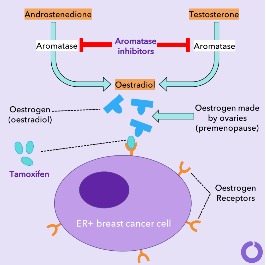 Tamoxifen vs. Aromatase Inhibitors  How do they work ...